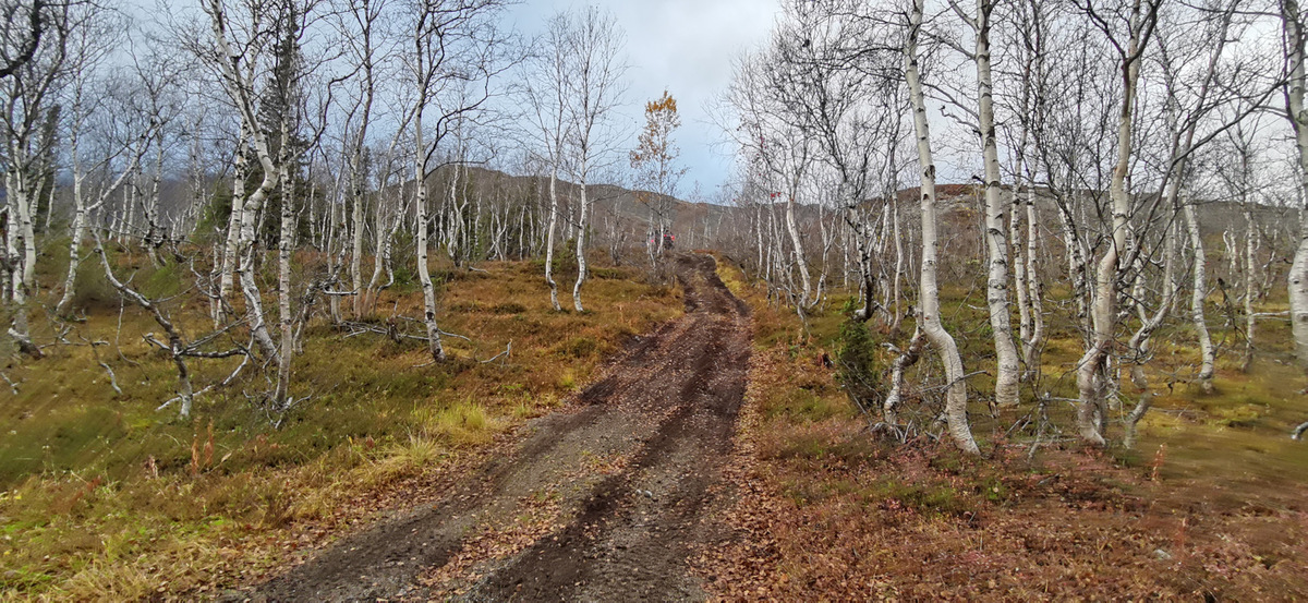 maxxis_razrat_razrmt